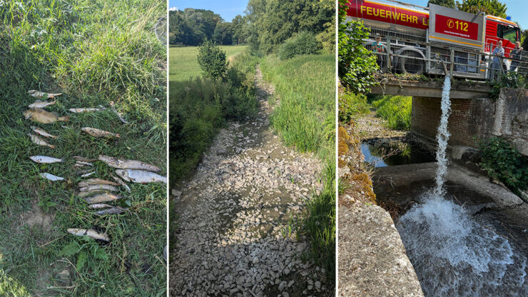 Sauerstoff- & Wassermangel am Mühlenkolk.