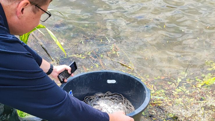 Einladung Aalbesatz 11. Juni 2025